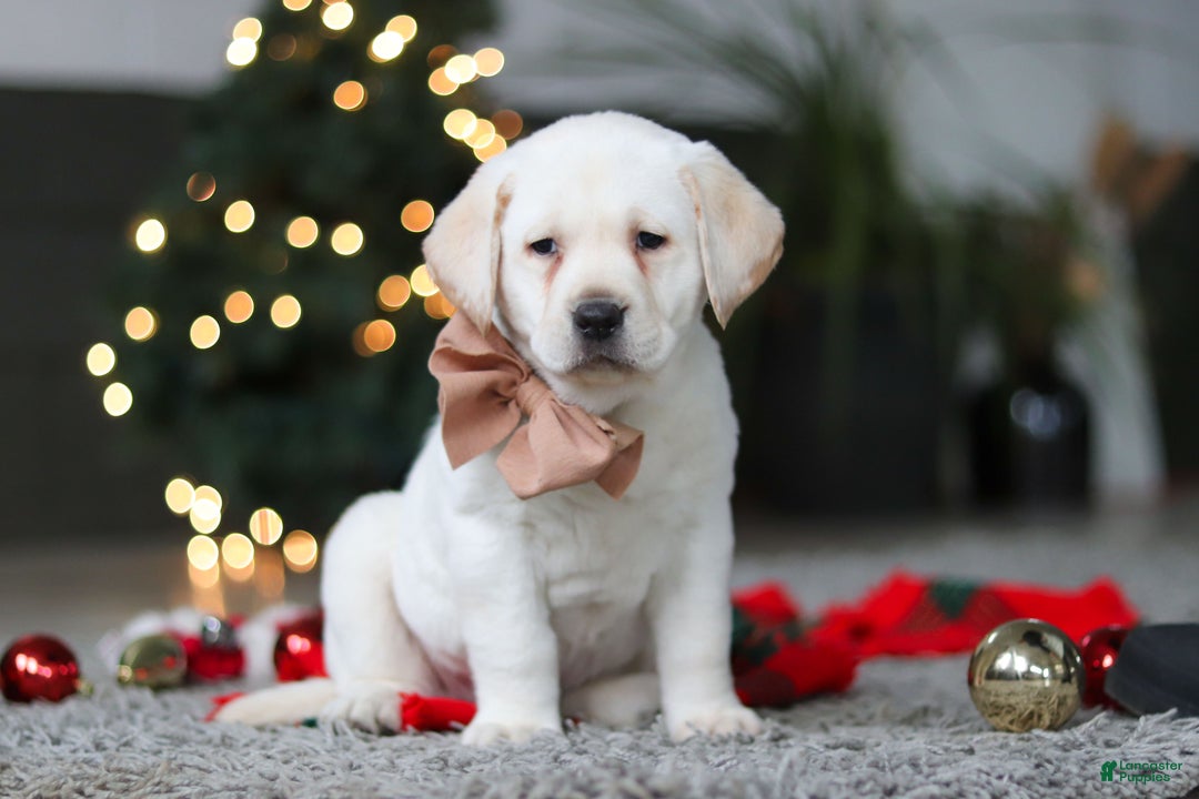 Labrador Retriever dogs for sale: Buddy - Ad 9