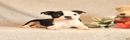 Boston Terrier dogs for sale: Smores - Ad 5