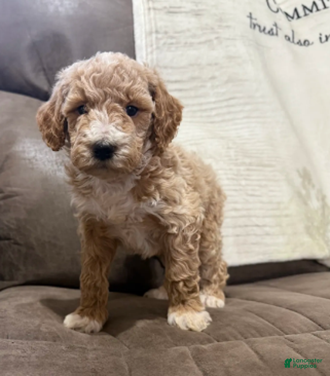 Miniature Poodle dogs for sale: Tucker - Ad 4