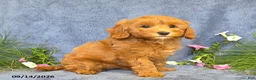 Cavapoo dogs for sale: Trinity - Ad 5