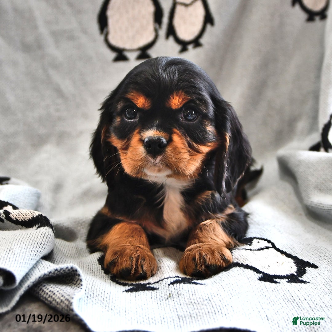 Cavalier King Charles Spaniel dogs for sale: Ralphie - Ad 2