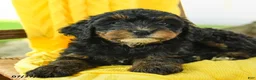 Mini Bernedoodle dogs for sale: Claire - Ad 3