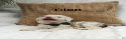 Mini Bernedoodle dogs for sale: Cleo - Ad 3