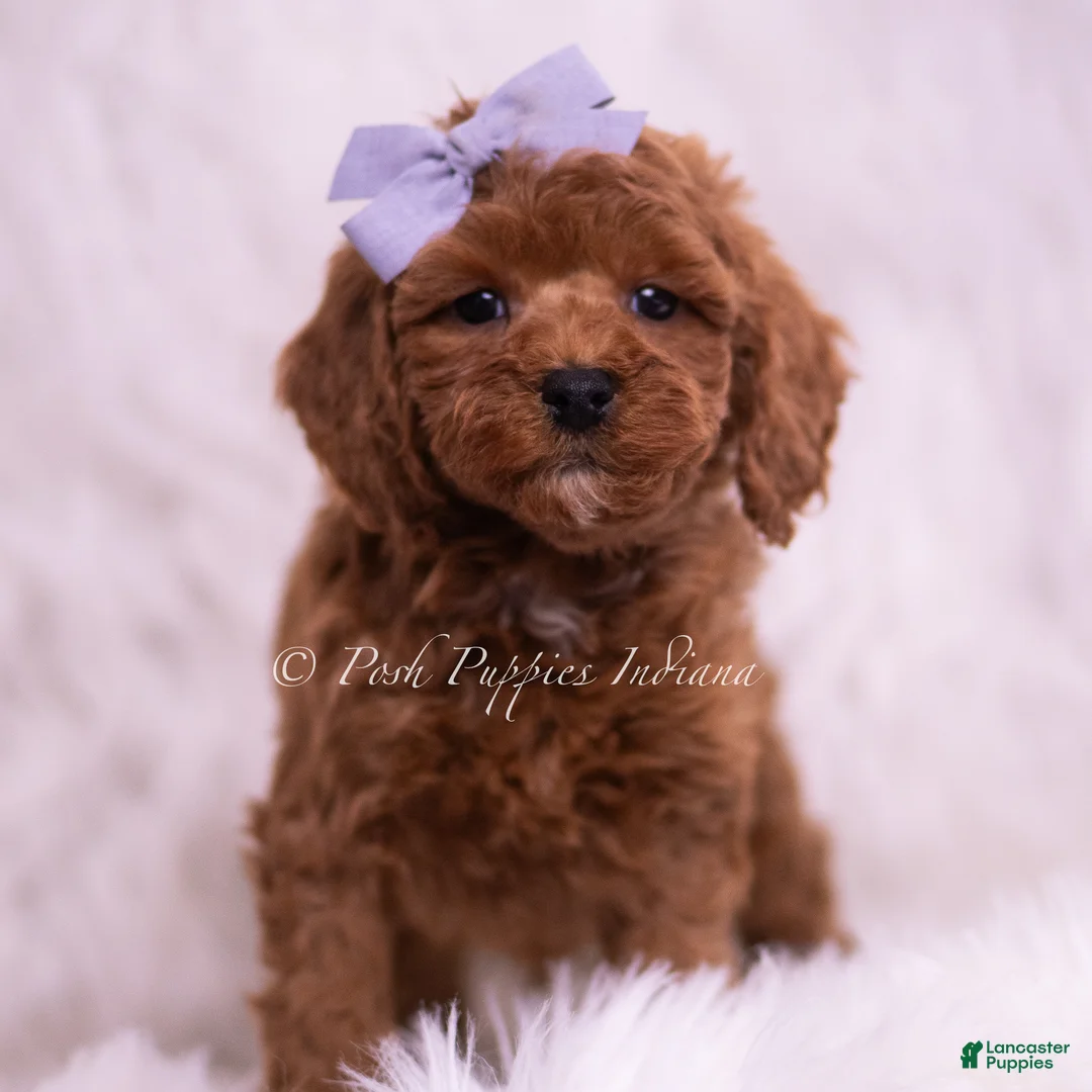 Toy Poodle dogs for sale: Cheerio - Ad 2