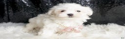 Maltese dogs for sale: Angel - Ad 4