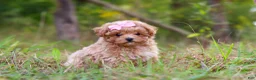 Maltipoo dogs for sale: Oakley - Ad 9