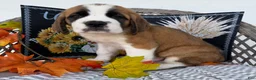 Saint Bernard dogs for sale: Boomer - Ad 1