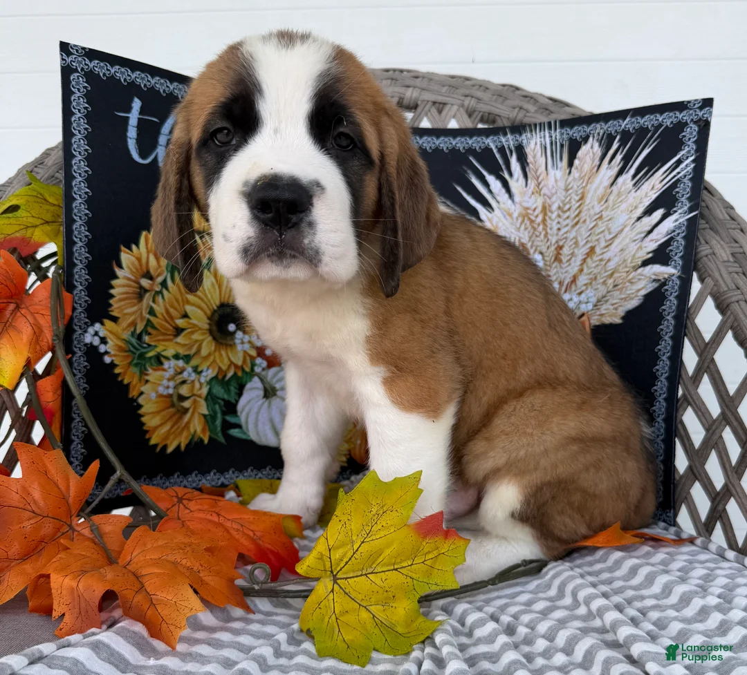 Saint Bernard dogs for sale: Boomer - Ad 1