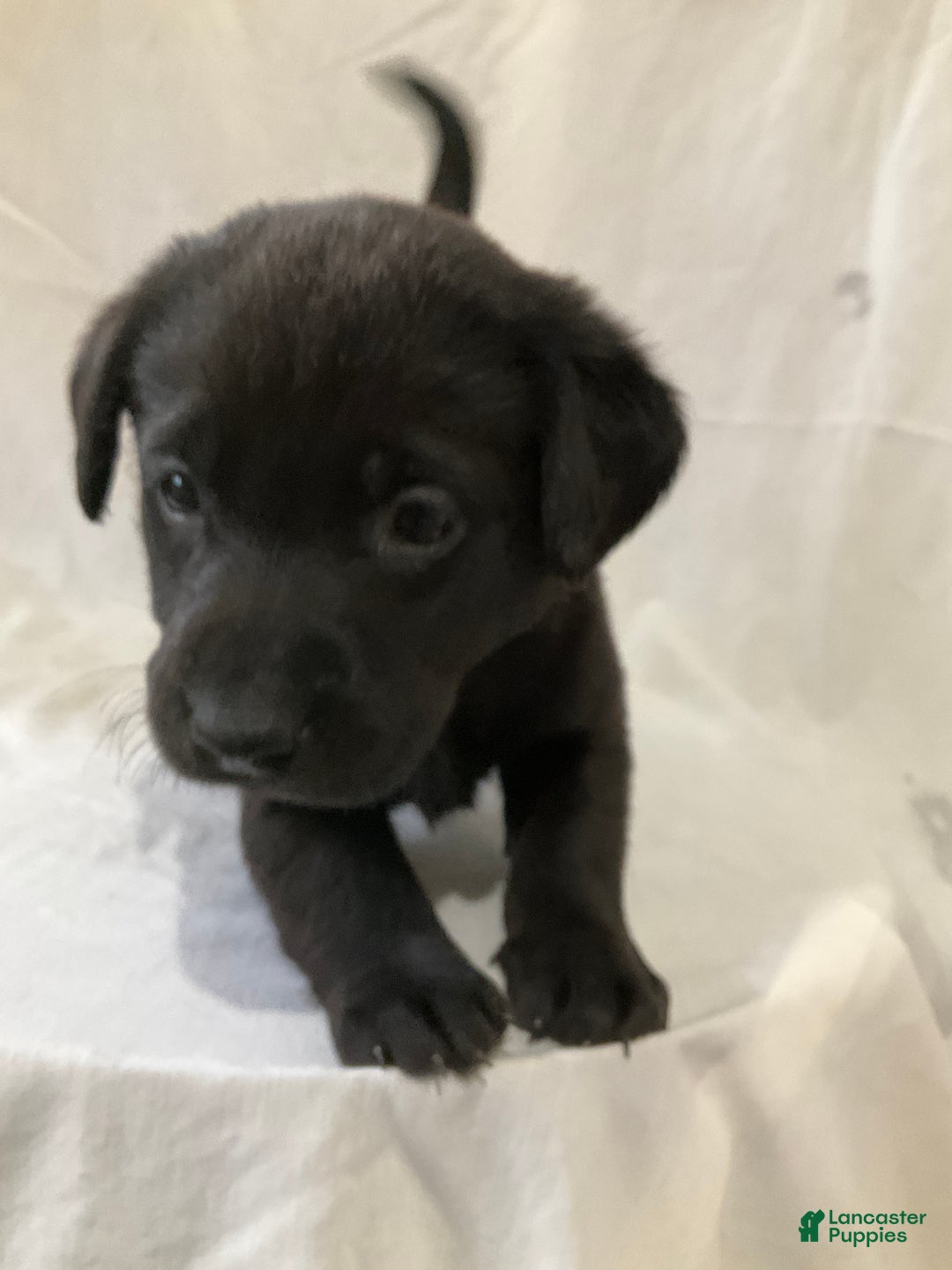 Labrador Retriever dogs for sale: Sadie - Ad 3