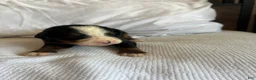 Bernese Mountain Dog dogs for sale: Dark Green Male - Ad 2