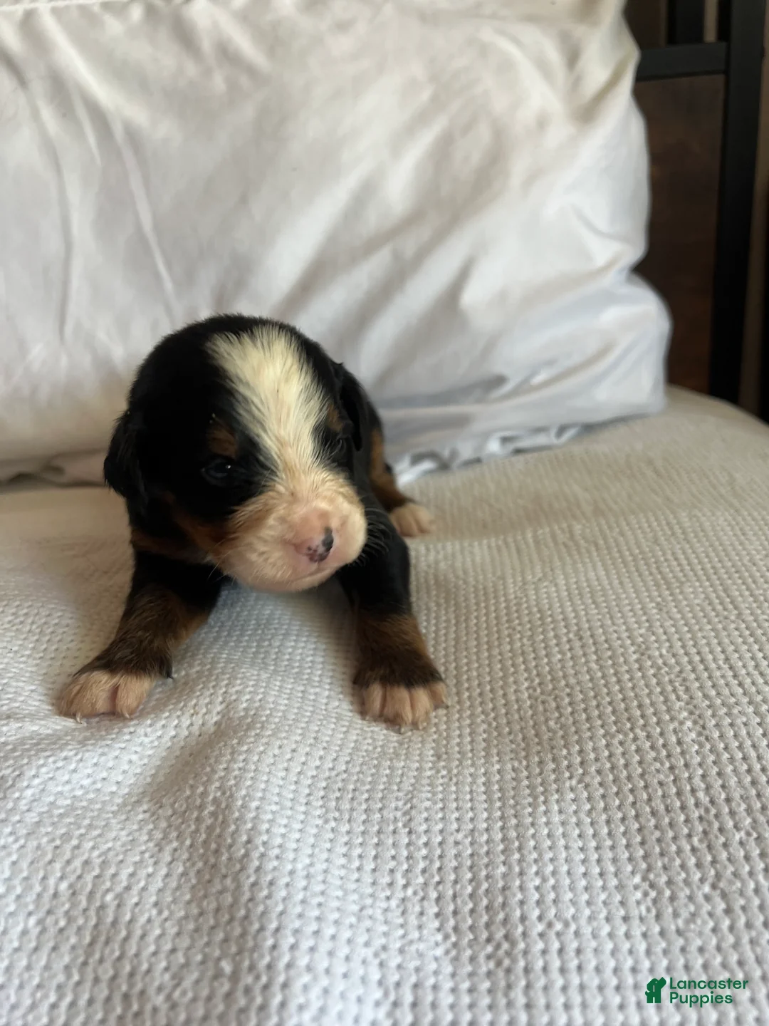 Bernese Mountain Dog dogs for sale: Dark Green Male - Ad 2