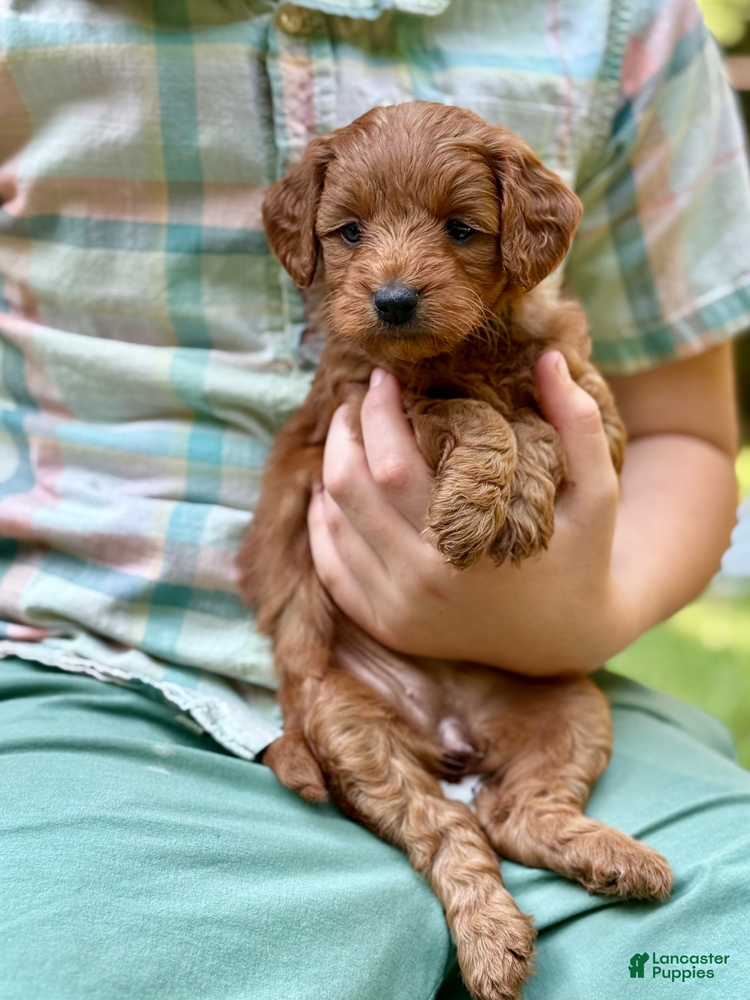 Mini Goldendoodle dogs Minnie - F1b mini girl - Ad 2