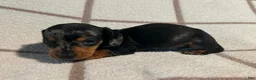 Miniature Dachshund dogs for sale: AKC Woody delivery available  - Ad 3