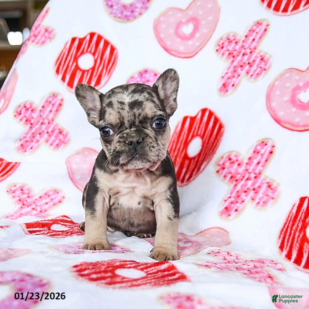 French Bulldog dogs for sale: Snoopy - Ad 2