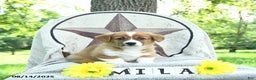 Welsh Corgi Pembroke dogs for sale: Milo - Ad 10