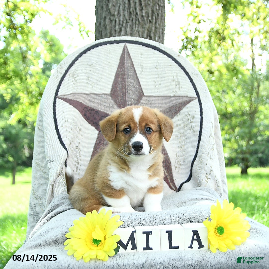 Welsh Corgi Pembroke dogs for sale: Milo - Ad 10