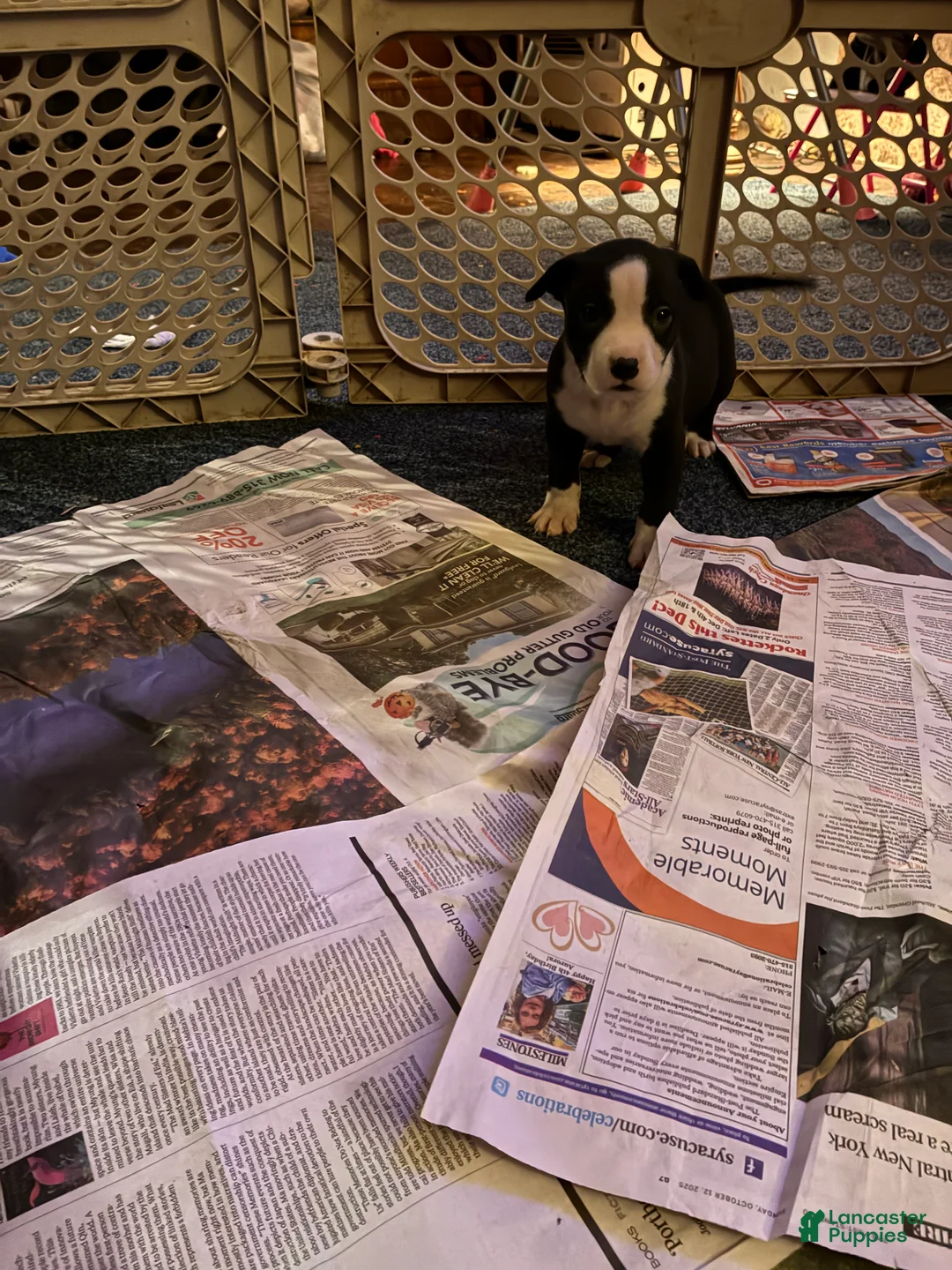 Mixed Breed dogs for sale: Boo - Ad 5