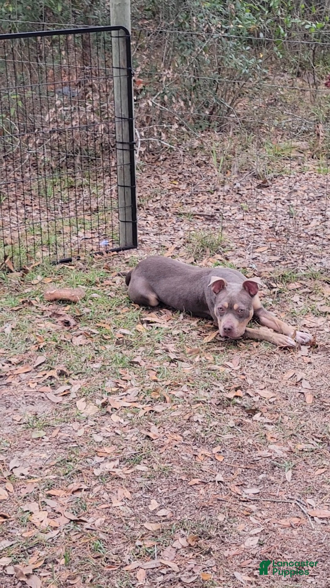 American Bully dogs for sale: Gal - Ad 16