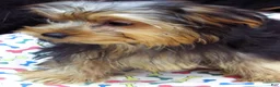 Yorkshire Terrier dogs for sale: Yorkie - Ad 7