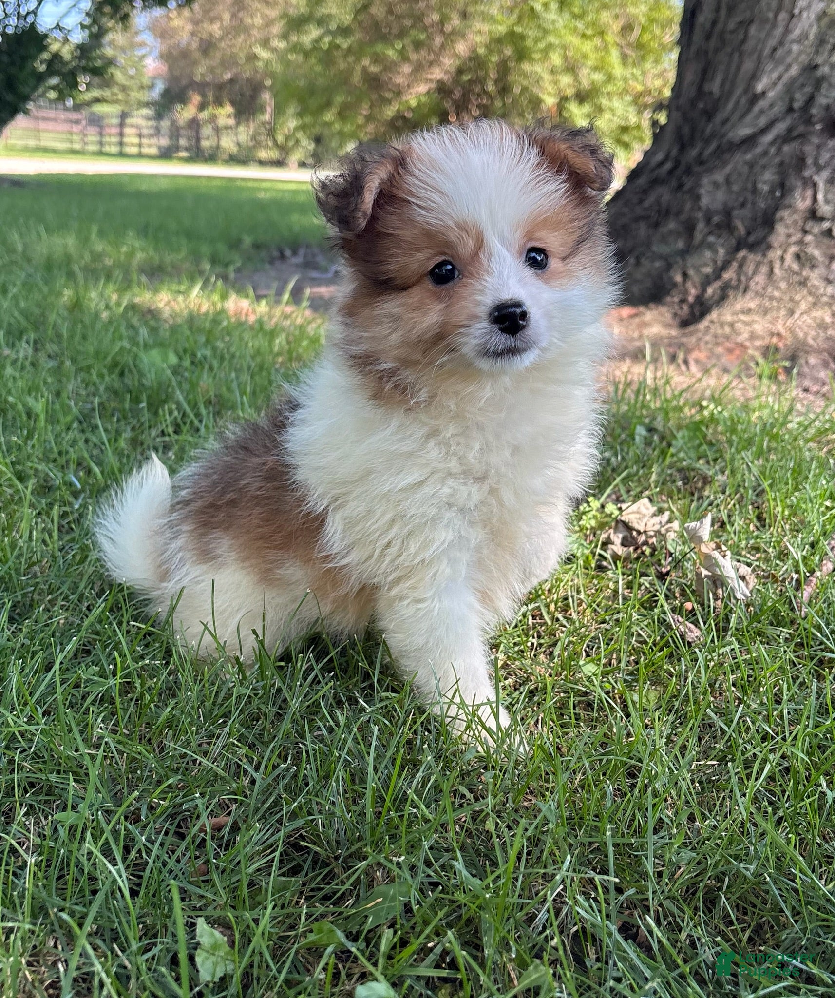Mixed Breed dogs Mixed Breed 4 - Ad 20