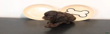 Chocolate Phantom Male