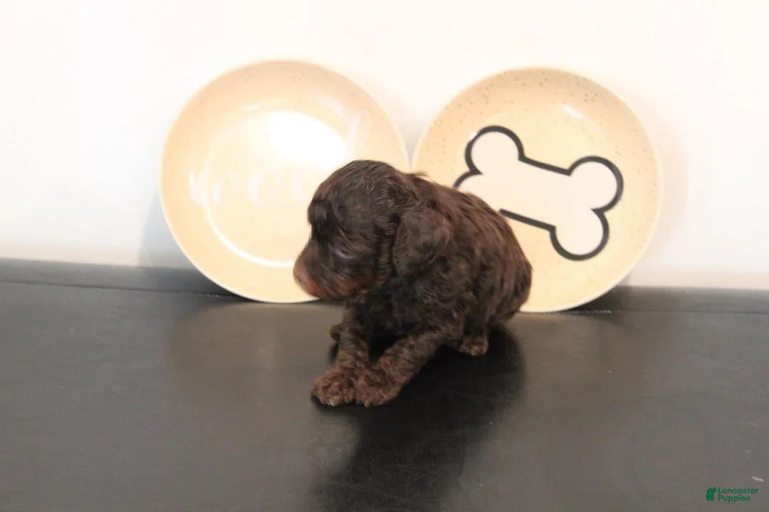Mixed Breed dogs for sale: Chocolate Phantom Male - Ad 1