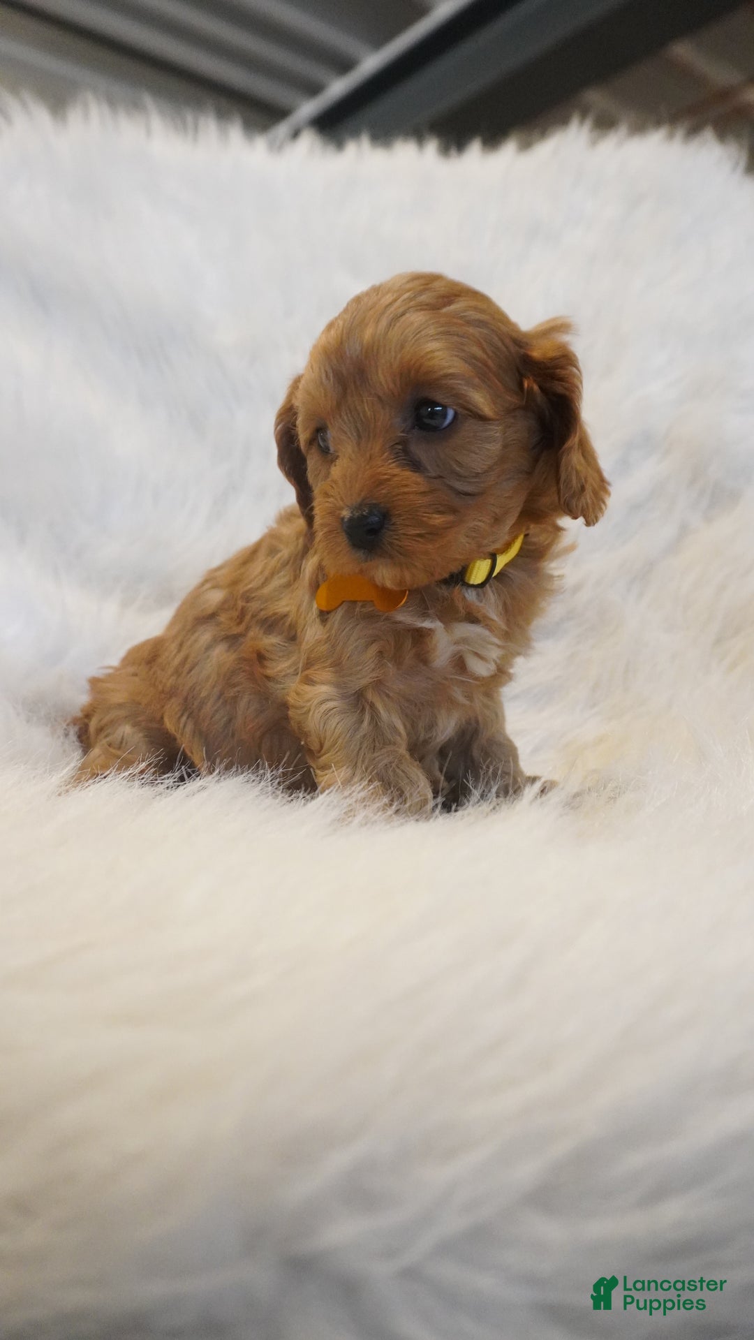 Cavapoo dogs for sale: Venus  - Ad 11