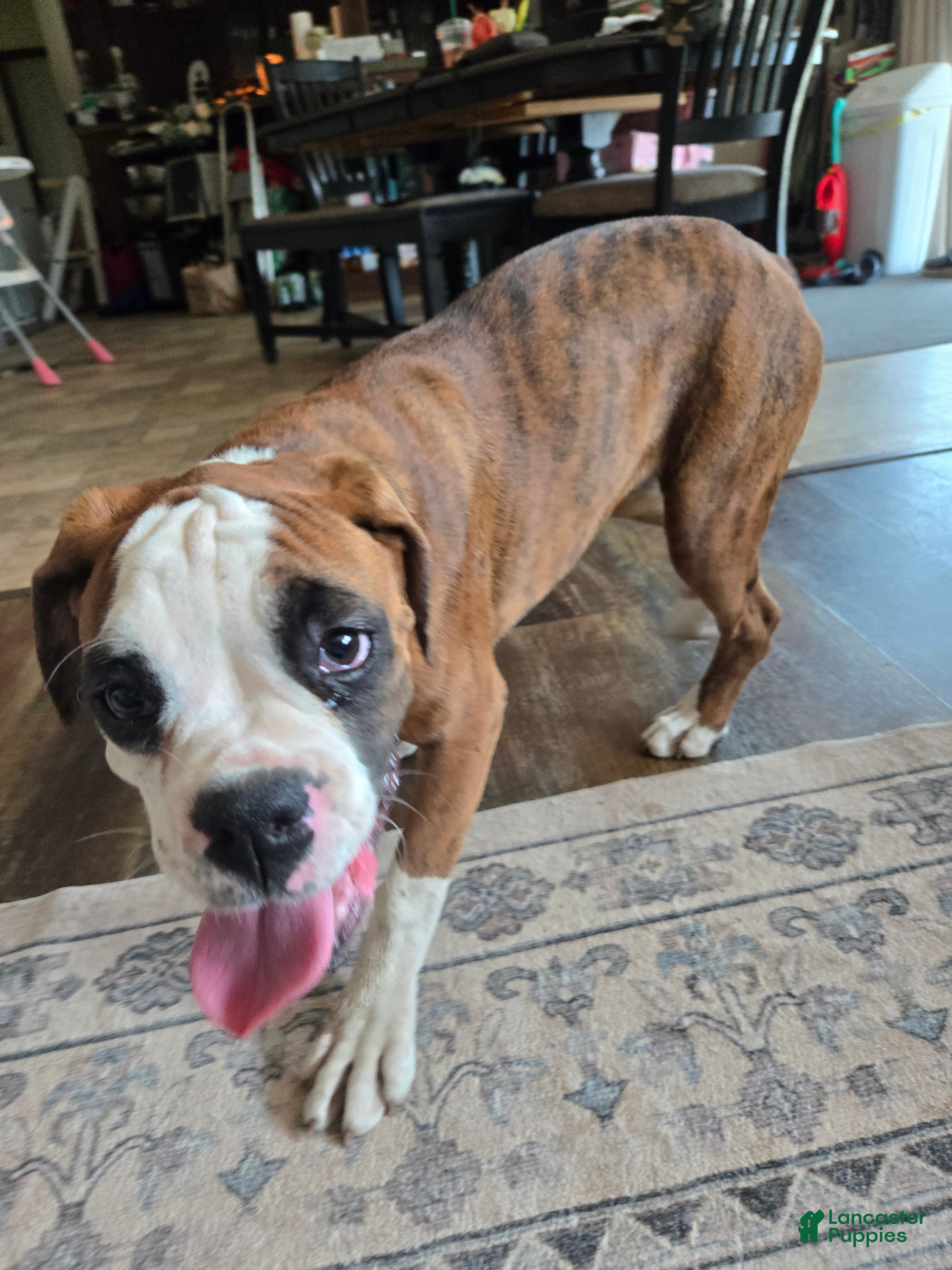 Boxer dogs Lady - Ad 1