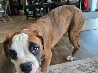Boxer dogs for sale: Lady - Ad 2