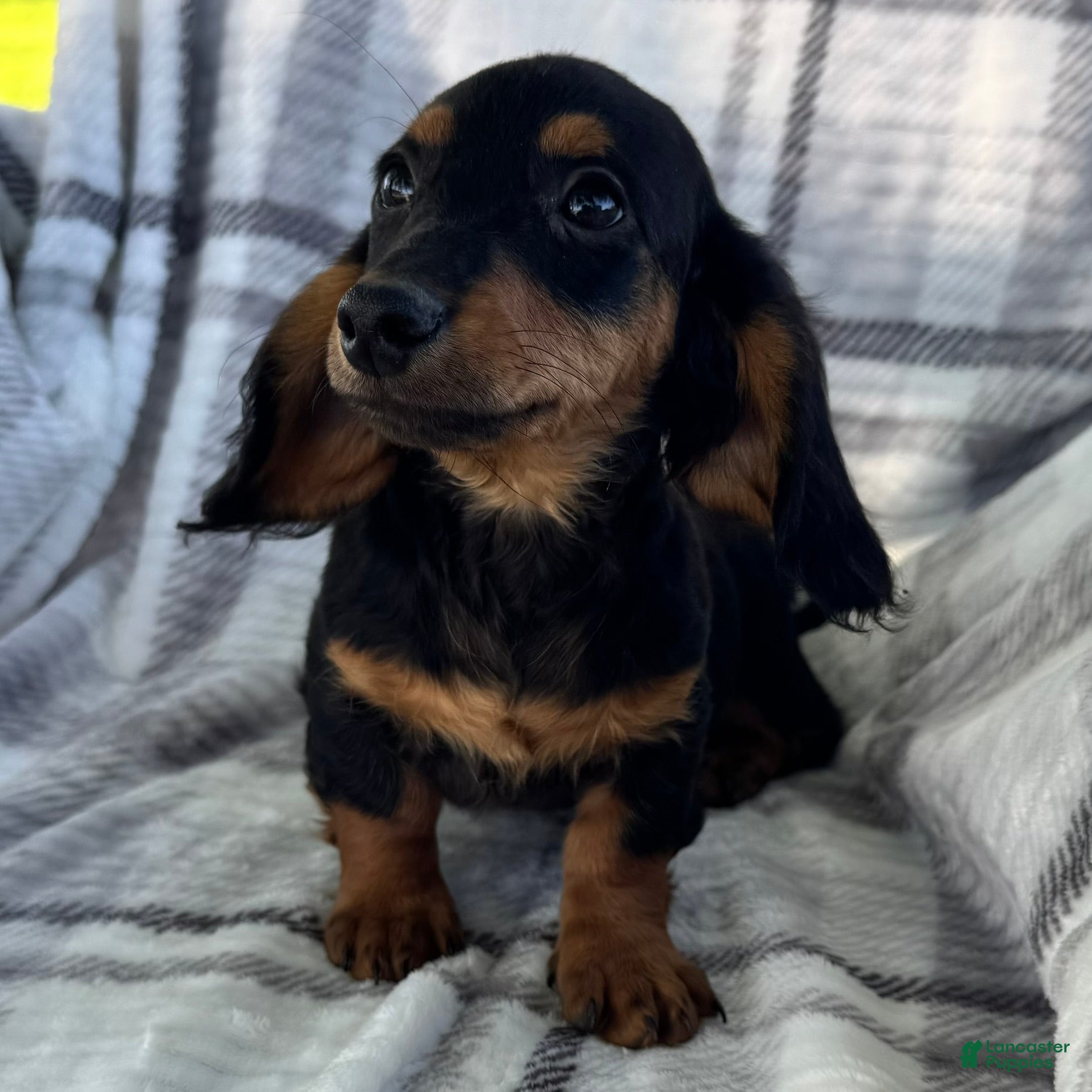 Dachshund dogs Devo - Ad 1