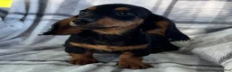Dachshund dogs for sale: Devo - Ad 1