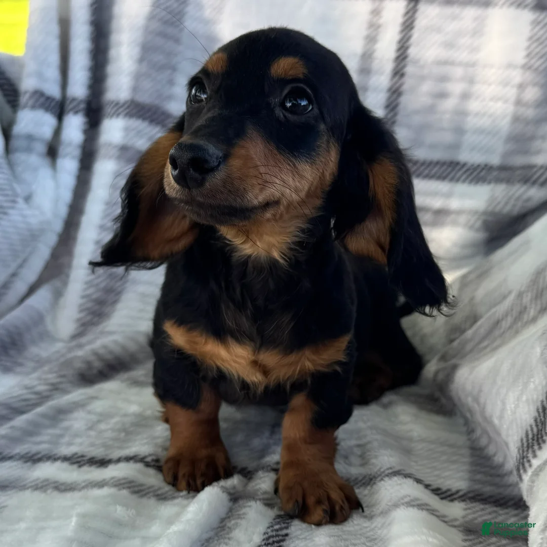 Dachshund dogs for sale: Devo - Ad 1