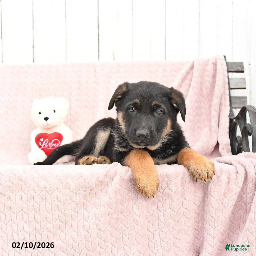 German Shepherd dogs for sale: Scout - Ad 3