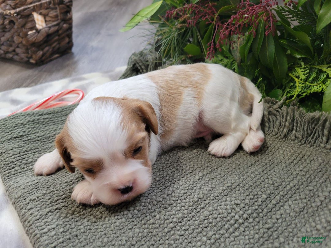 Cavalier King Charles Spaniel dogs for sale: Mitch - Ad 3