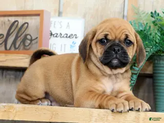 Puggle dogs for sale: Benny - Ad 4