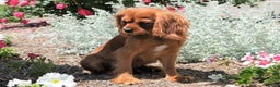 Cavapoo dogs for sale: Cavapoo Puppy 1 - Ad 5