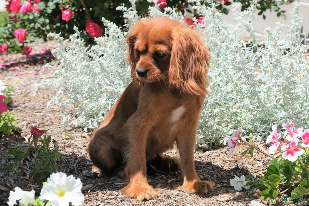 Cavapoo dogs for sale: Cavapoo Puppy 1 - Ad 5