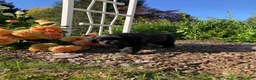 Newfoundland dogs for sale: Sunshine - Ad 6