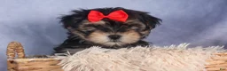 Morkie dogs for sale: Nash - Ad 8