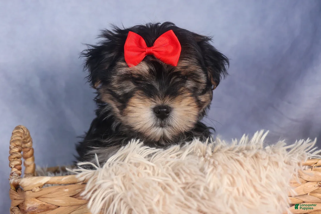 Morkie dogs for sale: Nash - Ad 8