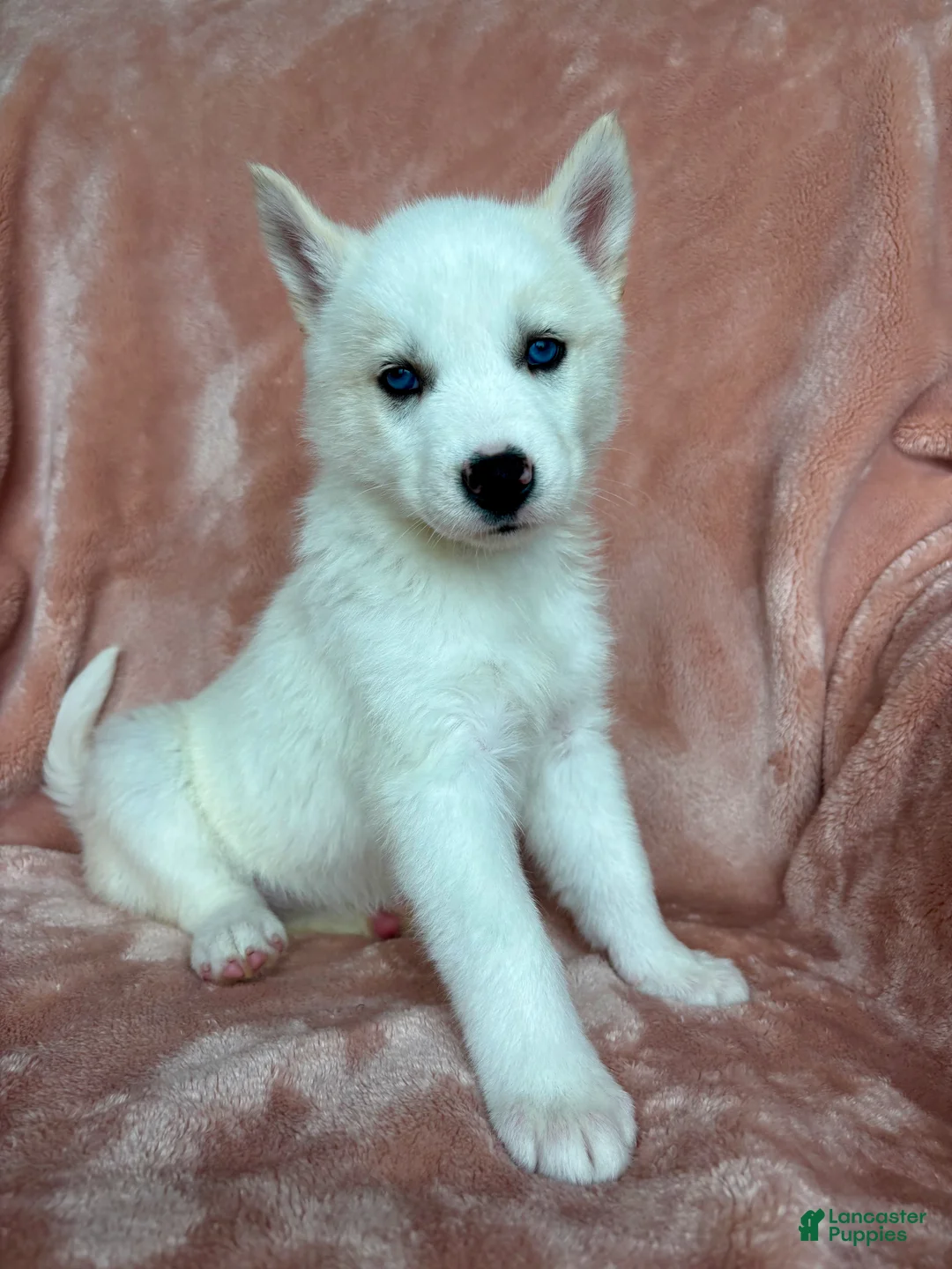 Siberian Husky dogs for sale: Sutton - Ad 2