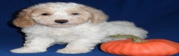Miniature Poodle dogs for sale: Patches - Ad 7