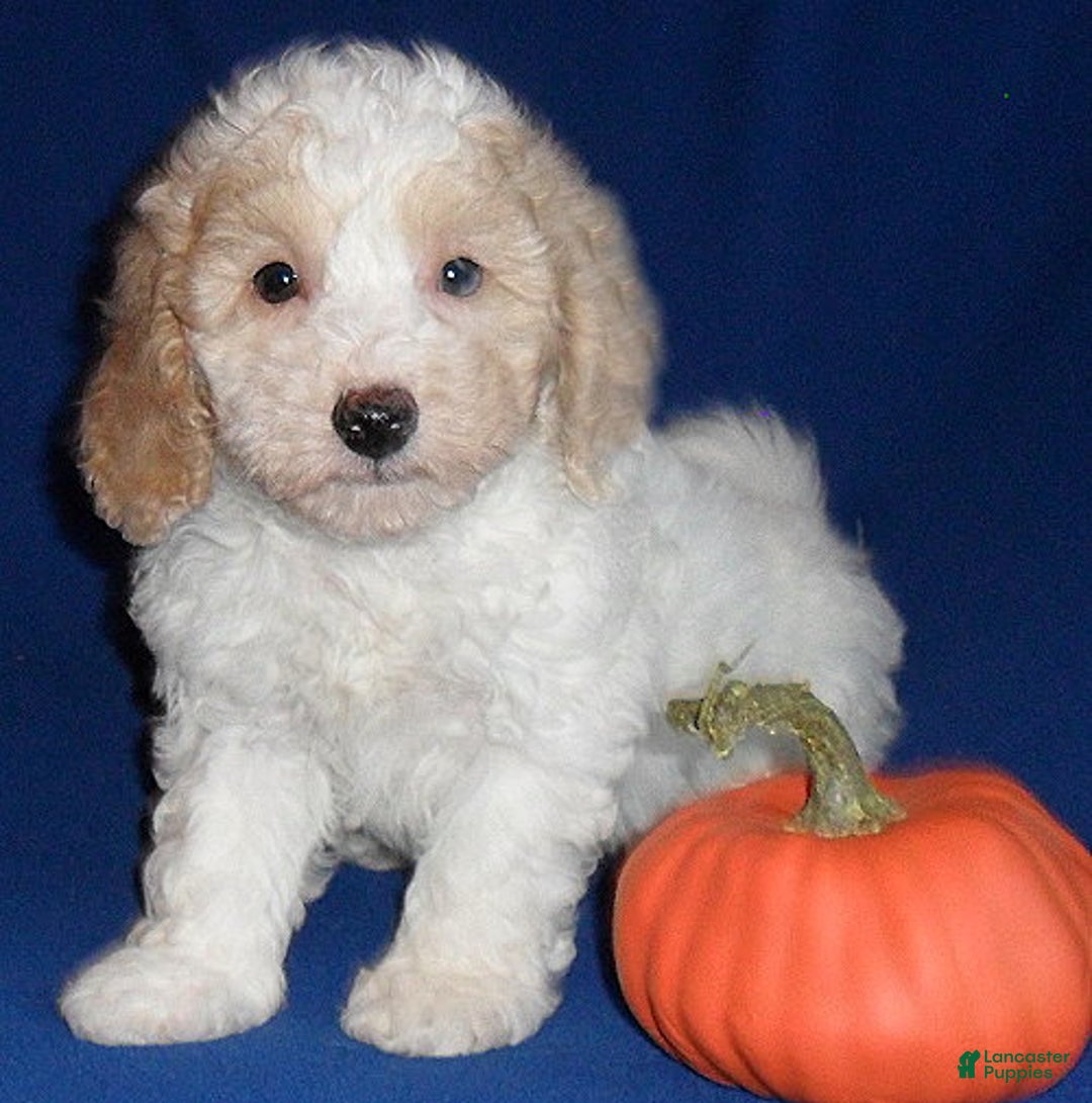 Miniature Poodle dogs for sale: Patches - Ad 7