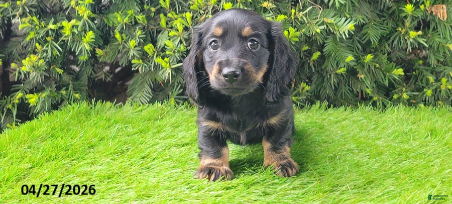 Miniature Dachshund dogs Penny - Ad 2