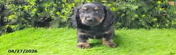 Miniature Dachshund dogs for sale: Penny - Ad 2
