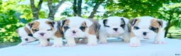 English Bulldog dogs for sale: Ivy - Ad 6