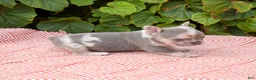 French Bulldog dogs for sale: Aspen - Ad 4