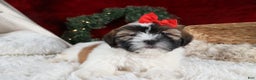 Shih Tzu dogs for sale: Joey - Ad 2