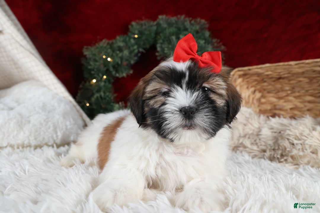 Shih Tzu dogs for sale: Joey - Ad 2
