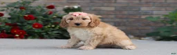 Miniature Labradoodle dogs for sale: Jade - Ad 3